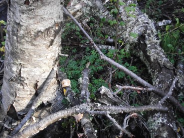 Bosque de lenga afectado por castor noreamericano, especie invasora
